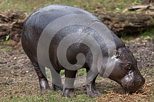 Pygmy hippopotamus Choeropsis liberiensis