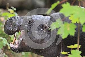 Pygmy hippopotamus photo