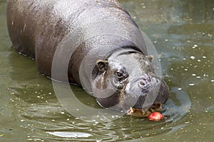 Pygmy hippopotamus eating apple photo