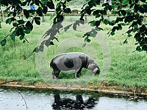 Pygmy hippopotamus eating grass inder rainwith its reflection on the water