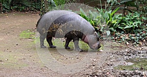 Pygmy hippopotamus explores habitat in leisurely manner