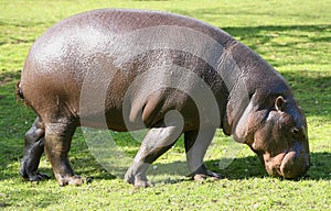 Pygmy Hippopotamus grazing