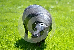 pygmy hippopotamus on green grass