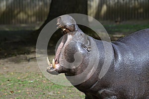 Pygmy Hippopotamus with His Mouth Wide Open