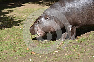 Pygmy Hippopotamus with His Tusks Showing