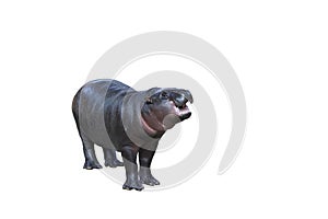 Pygmy hippopotamus isolated on white background with clipping path. This hippo\'s name is Moo Deng. photo