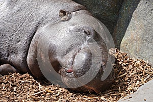 Pygmy hippopotamus looking out at the world