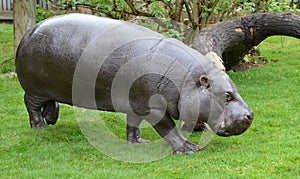 A pygmy hippopotamus looks for food near a river