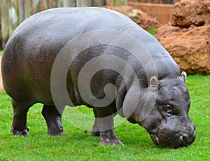 A pygmy hippopotamus looks for food near a river
