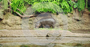 Pygmy hippopotamus near water - Hexaprotodon liberiensis. Liberian Hippo.