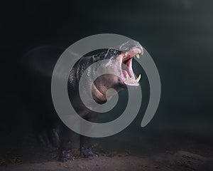 Pygmy Hippopotamus with open mouth