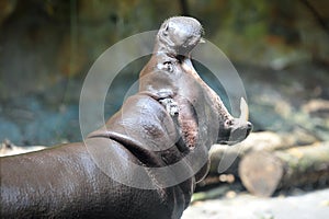 Pygmy hippopotamus opens its mouth