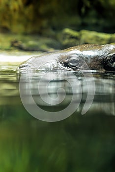 Pygmy hippopotamus in the park