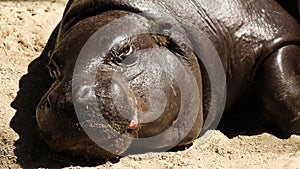 Pygmy Hippopotamus Resting