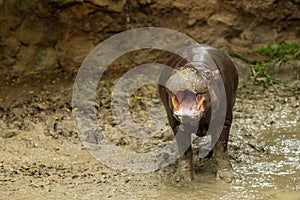 The pygmy hippopotamus is a small hippopotamid