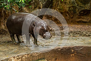 The pygmy hippopotamus is a small hippopotamid