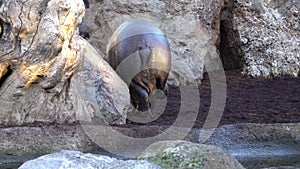 Pygmy hippopotamus. Species:pygmy hippopotamus, family: hippopotamidae, order: Artiodactyla, class: Mammalia.