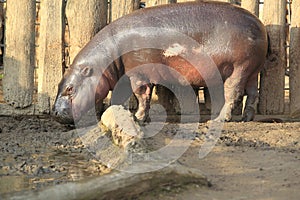 Pygmy hippopotamus