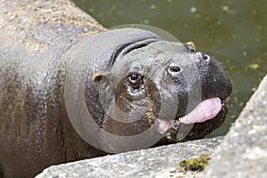 Pygmy hippopotamus tongue