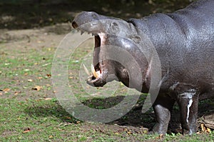 Pygmy Hippopotamus with Tusks in His Mouth