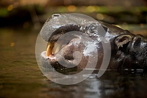 Pygmy Hippopotamus in the water