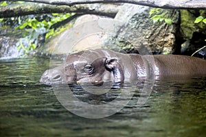 Pygmy hippopotamus in water