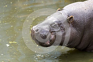 Pygmy hippopotamus in water photo