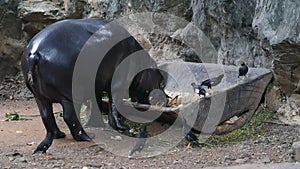 Pygmy hippopotamus in Zoo