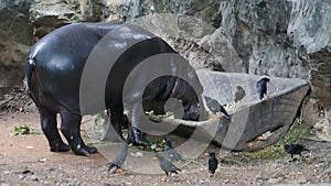 Pygmy hippopotamus in Zoo