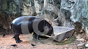 Pygmy hippopotamus in Zoo