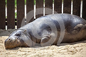 Pygmy hippopotamus in ZOO Bratislava