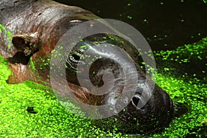 Pygmy hippopotamus in zoo photo