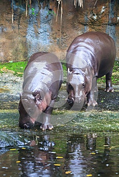 Pygmy Hippos