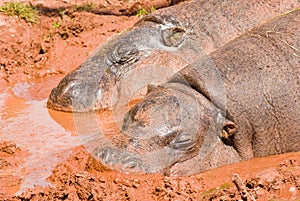 Pygmy Hippos in mud bath