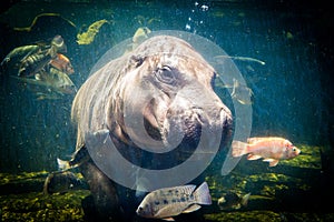 Pygmy hippos underwater