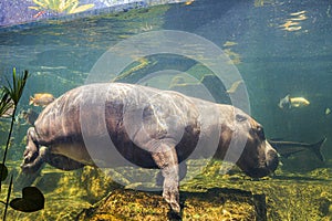 Pygmy hippos underwater at zoo