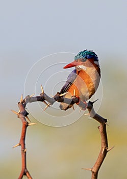 Pygmy Kingfisher, Kenya, Africa