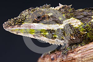 Pygmy lizard / Cophotis ceylanica