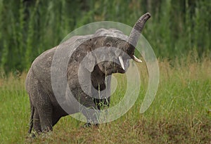 Pygmy male elephant in Borneo