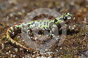 Pygmy marbled newt Triturus pygmaeus,