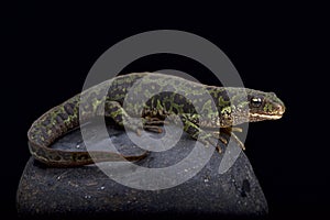 Pygmy marbled newt (Triturus pygmaeus) photo