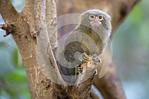 Pygmy marmoset