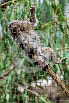 Pygmy marmoset