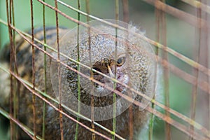 Pygmy marmoset