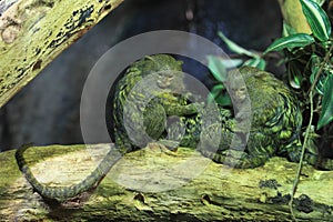 Pygmy marmoset