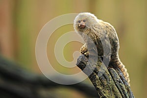 Pygmy marmoset