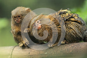 Pygmy marmoset