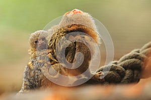 Pygmy marmoset