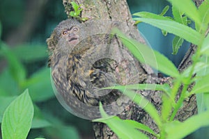 Pygmy marmoset