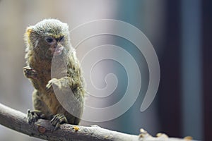 Pygmy Marmoset